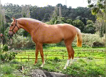 Lusitano, Klacz, 2 lat, 164 cm, Izabelowata