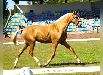 Lusitano, Klacz, 2 lat, 164 cm, Izabelowata