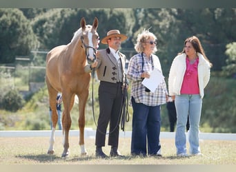 Lusitano, Klacz, 2 lat, 164 cm, Izabelowata