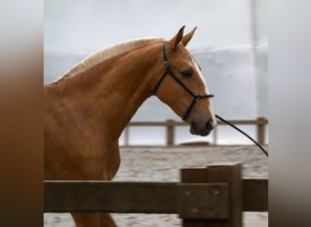 Lusitano, Klacz, 2 lat, 164 cm, Izabelowata