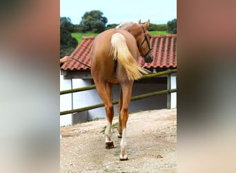 Lusitano, Klacz, 2 lat, 164 cm, Izabelowata