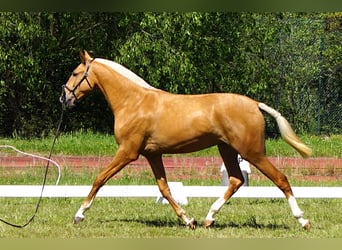 Lusitano, Klacz, 2 lat, 164 cm, Izabelowata