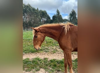Lusitano, Klacz, 2 lat, 164 cm, Kasztanowata