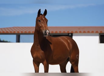 Lusitano Mix, Klacz, 2 lat, 165 cm, Gniada