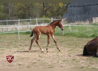 Lusitano, Klacz, 2 lat, 167 cm, Gniada