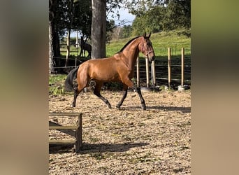 Lusitano, Klacz, 2 lat, 167 cm, Gniada