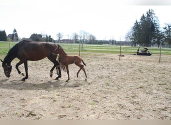 Lusitano, Klacz, 2 lat, 167 cm, Gniada