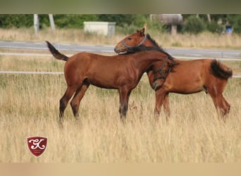 Lusitano, Klacz, 2 lat, 167 cm, Gniada