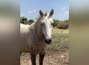 Lusitano, Klacz, 2 lat, Izabelowata