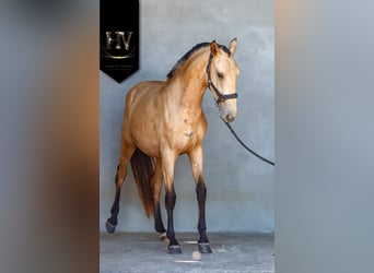 Lusitano, Klacz, 2 lat, Jelenia