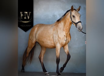Lusitano, Klacz, 2 lat, Jelenia