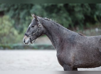 Lusitano, Klacz, 2 lat