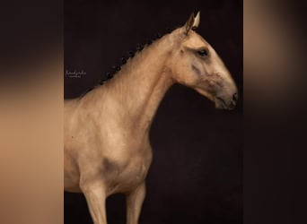 Lusitano, Klacz, 3 lat, 145 cm, Jelenia