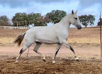 Lusitano, Klacz, 3 lat, 149 cm, Siwa