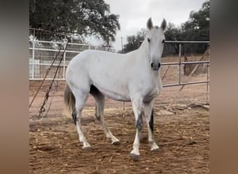 Lusitano, Klacz, 3 lat, 149 cm, Siwa