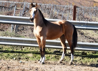 Lusitano, Klacz, 3 lat, 150 cm, Bułana