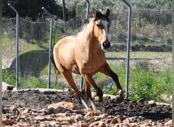 Lusitano, Klacz, 3 lat, 150 cm, Bułana