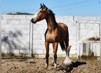 Lusitano, Klacz, 3 lat, 150 cm, Bułana