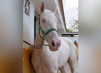 Lusitano, Klacz, 3 lat, 155 cm, Cremello