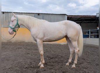 Lusitano, Klacz, 3 lat, 155 cm, Cremello