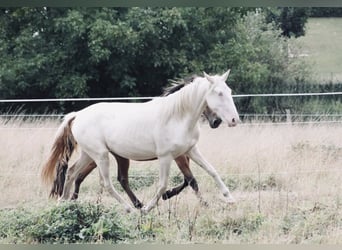Lusitano, Klacz, 3 lat, 155 cm, Cremello