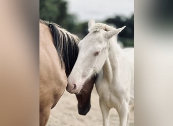 Lusitano, Klacz, 3 lat, 155 cm, Cremello