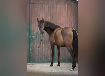 Lusitano, Klacz, 3 lat, 155 cm, Kara