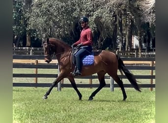 Lusitano, Klacz, 3 lat, 157 cm, Gniada