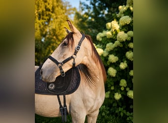 Lusitano, Klacz, 3 lat, 157 cm, Jelenia