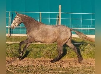 Lusitano Mix, Klacz, 3 lat, 157 cm, Siwa