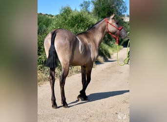 Lusitano Mix, Klacz, 3 lat, 158 cm, Grullo