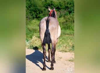 Lusitano Mix, Klacz, 3 lat, 158 cm, Grullo