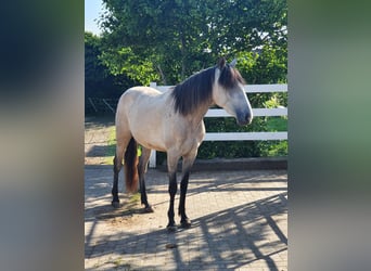 Lusitano, Klacz, 3 lat, 158 cm, Siwa