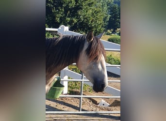 Lusitano, Klacz, 3 lat, 158 cm, Siwa