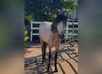 Lusitano, Klacz, 3 lat, 158 cm, Siwa