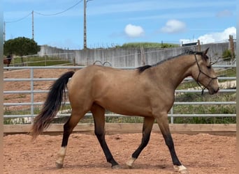 Lusitano, Klacz, 3 lat, 160 cm, Bułana