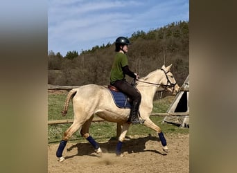 Lusitano, Klacz, 3 lat, 160 cm, Dunalino