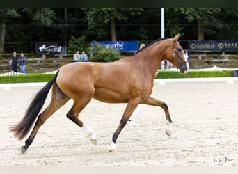 Lusitano, Klacz, 3 lat, 160 cm, Gniada