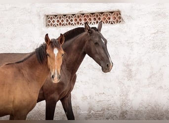 Lusitano, Klacz, 3 lat, 160 cm, Kara