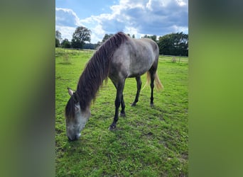 Lusitano, Klacz, 3 lat, 160 cm, Siwa jabłkowita