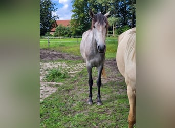 Lusitano, Klacz, 3 lat, 160 cm, Siwa jabłkowita