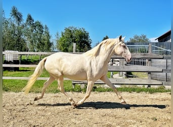 Lusitano, Klacz, 3 lat, 160 cm, Szampańska