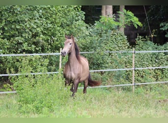 Lusitano, Klacz, 3 lat, 160 cm