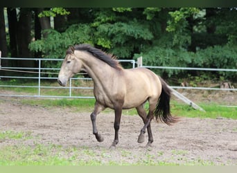 Lusitano, Klacz, 3 lat, 160 cm