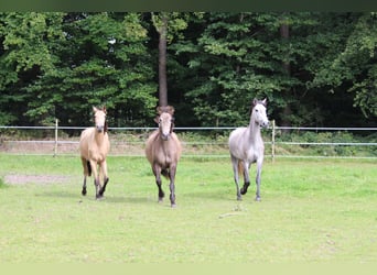 Lusitano, Klacz, 3 lat, 160 cm