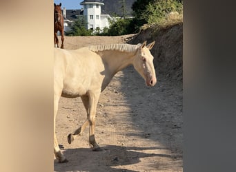 Lusitano Mix, Klacz, 3 lat, 161 cm, Cremello