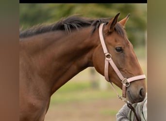 Lusitano, Klacz, 3 lat, 162 cm, Gniada