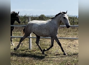 Lusitano, Klacz, 3 lat, 165 cm, Siwa