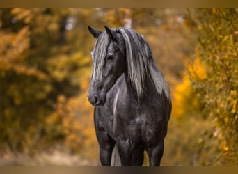 Lusitano Mix, Klacz, 3 lat, 166 cm, Siwa