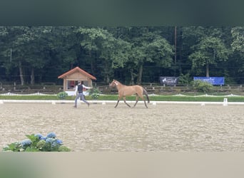 Lusitano, Klacz, 3 lat, Bułana